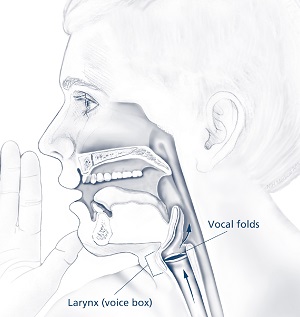 Illustration of the parts of the throat involved in spasmodic dysphonia. Illustration highlighting a person’s larynx (voice box) and vocal folds as parts of the throat involved in spasmodic dysphonia.