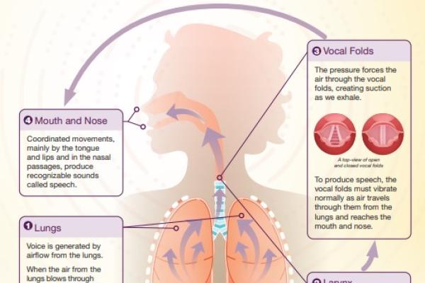 Infographic titled “How Does the Human Body Produce Voice and Speech?”
